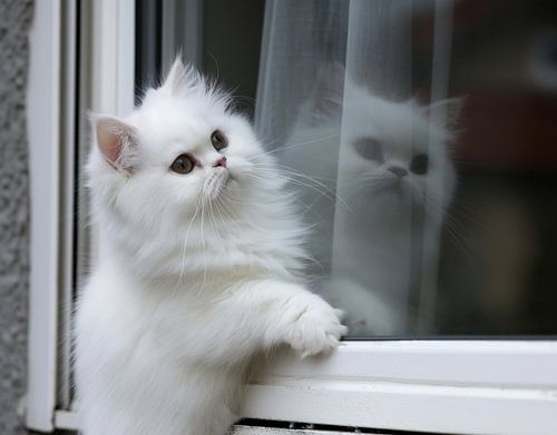 cat looks through window