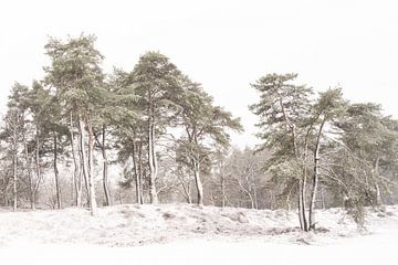 Besneeuwde bomen in Den Treek van Margreet Riedstra