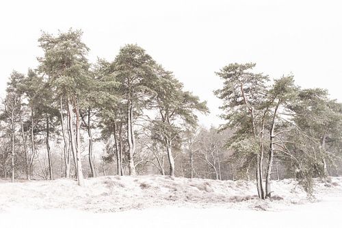 Arbres enneigés à Den Treek sur Margreet Riedstra