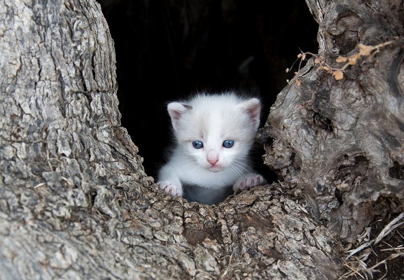 Kitten poes in boomholte von Marcel van Balken