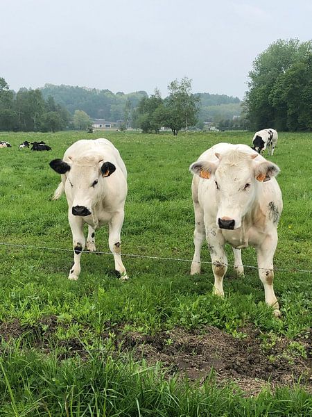 Koetjes van tania mol