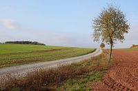 Arbre avec chemin en automne
