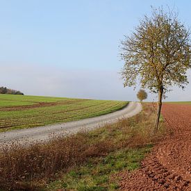 Arbre avec chemin en automne sur Martin Flechsig