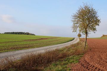 Boom met pad in herfst