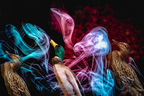 ducks in smoke