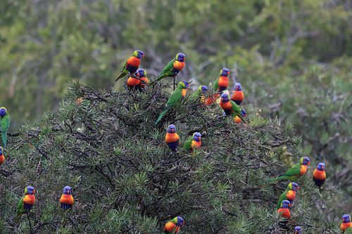 Regenbooglori, in de natuurlijke habitat, Queensland, Australië