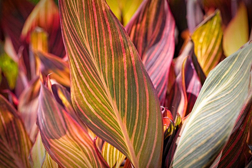 Leaves by Rob Boon