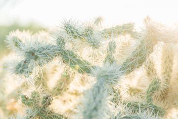 Details van een Cholla in warm zonlicht