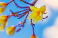 Gelbe Blumen hellblauen Himmel von Nathan Okkerse Miniaturansicht