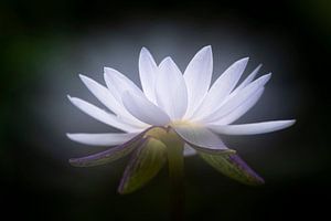 Lotusblume
