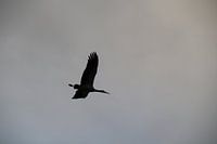 Cigogne dans le ciel