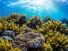 A beautiful coral reef in the red sea by thomas van puymbroeck