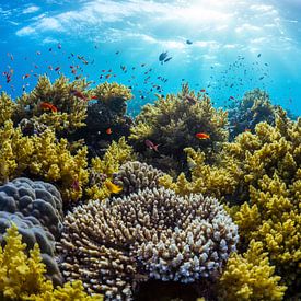 Un magnifique récif corallien dans la mer Rouge sur thomas van puymbroeck