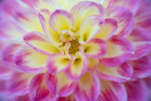 Geel-paarse dahlia