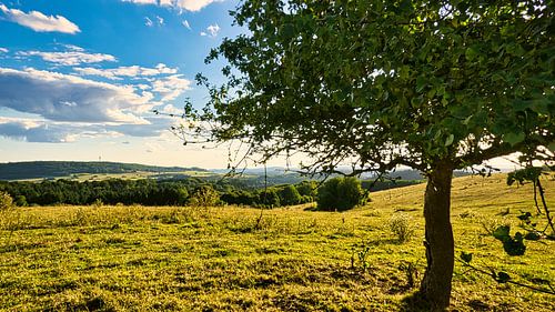 Baum auf einer Wiese zum Sonnenuntergang