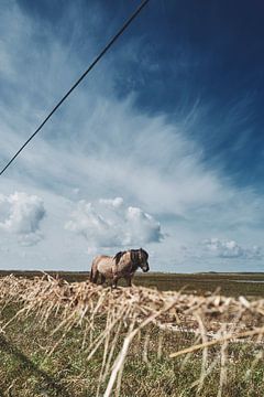 De slufter Texel en de Koniks van Robbert Frie