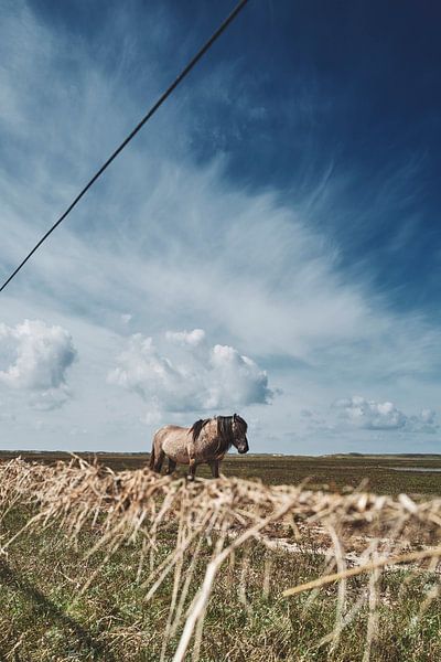 Slufter Texel und die Koniks von Robbert Frie