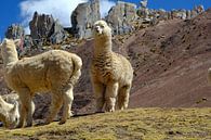 The alpaca, the camel in the Andes by Gerhard Albicker thumbnail