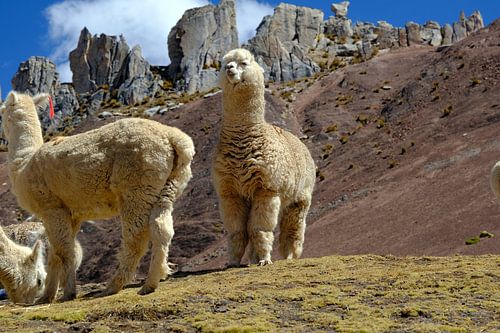 De alpaca, de kameel in de Andes