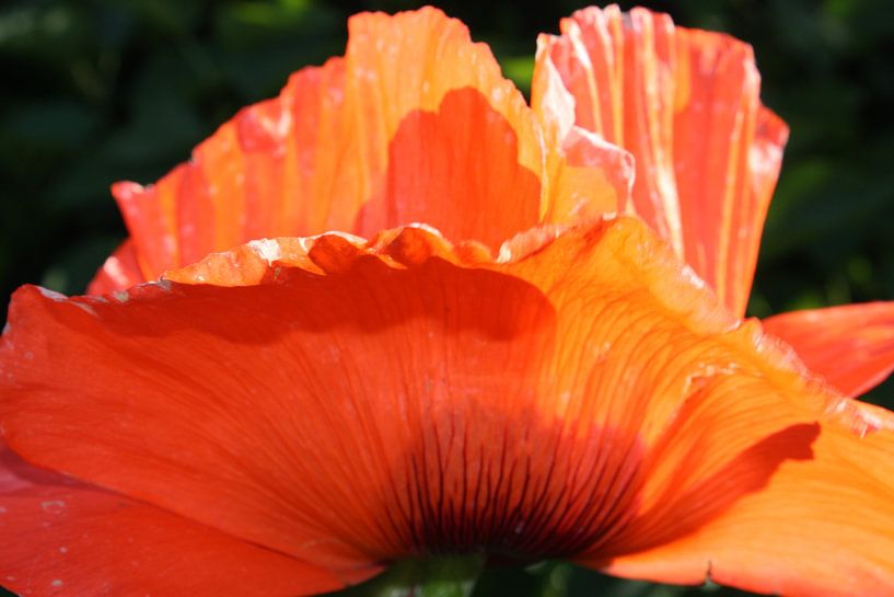 Papaver by Jose Vink