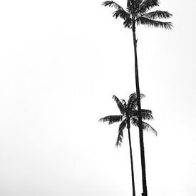 Palm tree black white by Studio Aspects