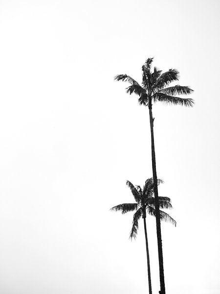 Feest Belachelijk Afrika Palmbomen zwart wit van Studio Aspects op canvas, behang en meer