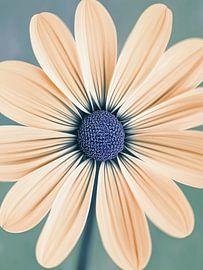 Flower by Bert Nijholt