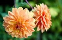 Oranje Dahlia