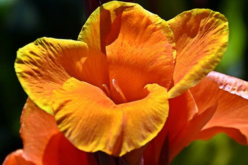 eine orange Canna Lilienblüte