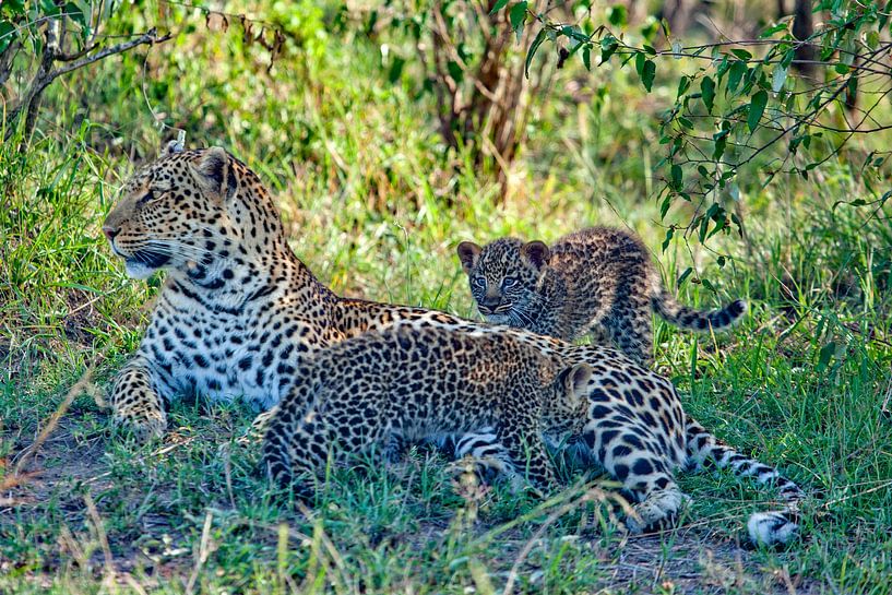 Leopard w. 2 Cubs by Peter Michel