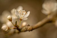 Lente Bloesem