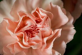 The centre of a pale pink rose