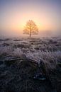 Reflecting Life by Jeroen Lagerwerf thumbnail