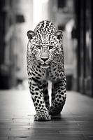 Jaguar on the road