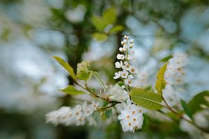 Calm Blossems van Hiske Boon