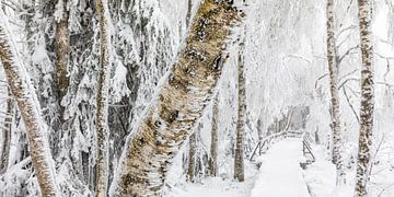 Wildseemoor bij Kaltenbronn in de winter - Zwarte Woud van Werner Dieterich