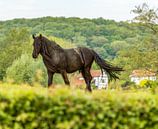 Paard in de wei op de Zuid-Limburgse heuvels van John Kreukniet thumbnail