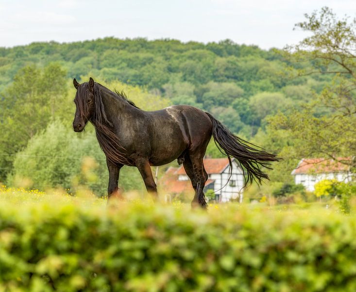 Paard in de wei op de Zuid-Limburgse heuvels van John Kreukniet