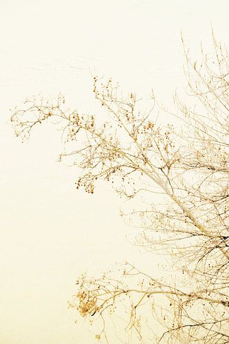 Des branches au-dessus de l'écoulement intemporel d'une rivière