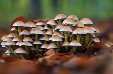 Sprookjesachtige paddenstoelen in het herfstbos