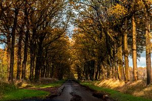 Herbstlicher Waldweg mit der Sonne dazwischen,