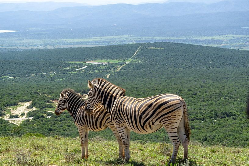 Zèbres dans la réserve de Schotia Safari par Henk Alblas