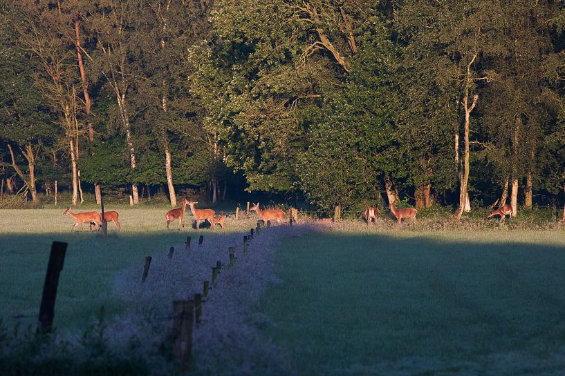 Edelherten met kalfjes in het morgenlicht.  van Evert Jan Kip
