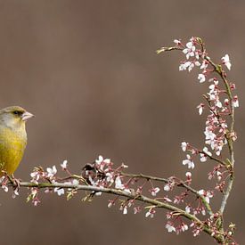 Greenfinch by Marian van der Kallen Fotografie