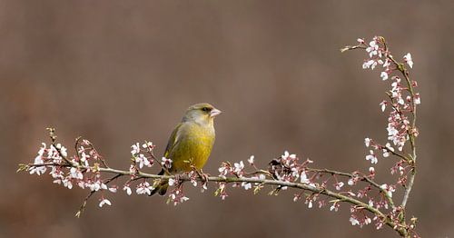 Greenfinch