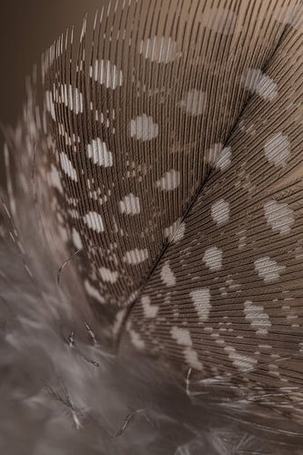 Veertje (diagonaal) met dons van een parelhoen