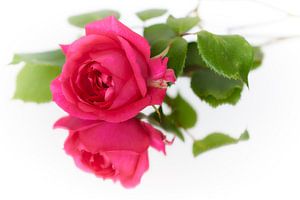 Nuage rose de Rosa