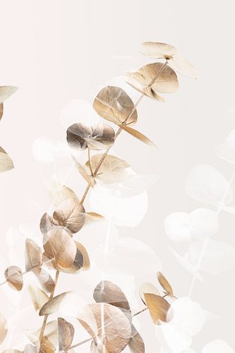 Eucalyptus Creatief Goud 02