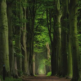 Hoge groene bomen in Oranjewoud Friesland van Claudia De Vries