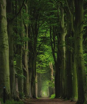 Hoge groene bomen in Oranjewoud Friesland van Claudia De Vries
